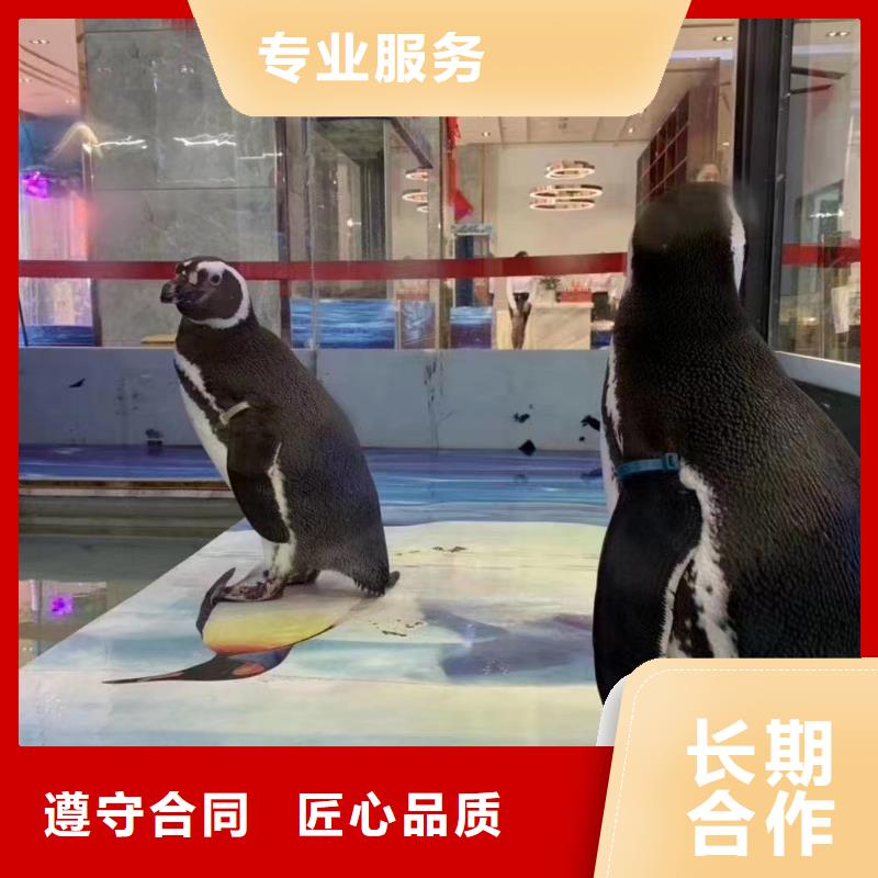 海洋主題動物表演_出租動物表演服務至上