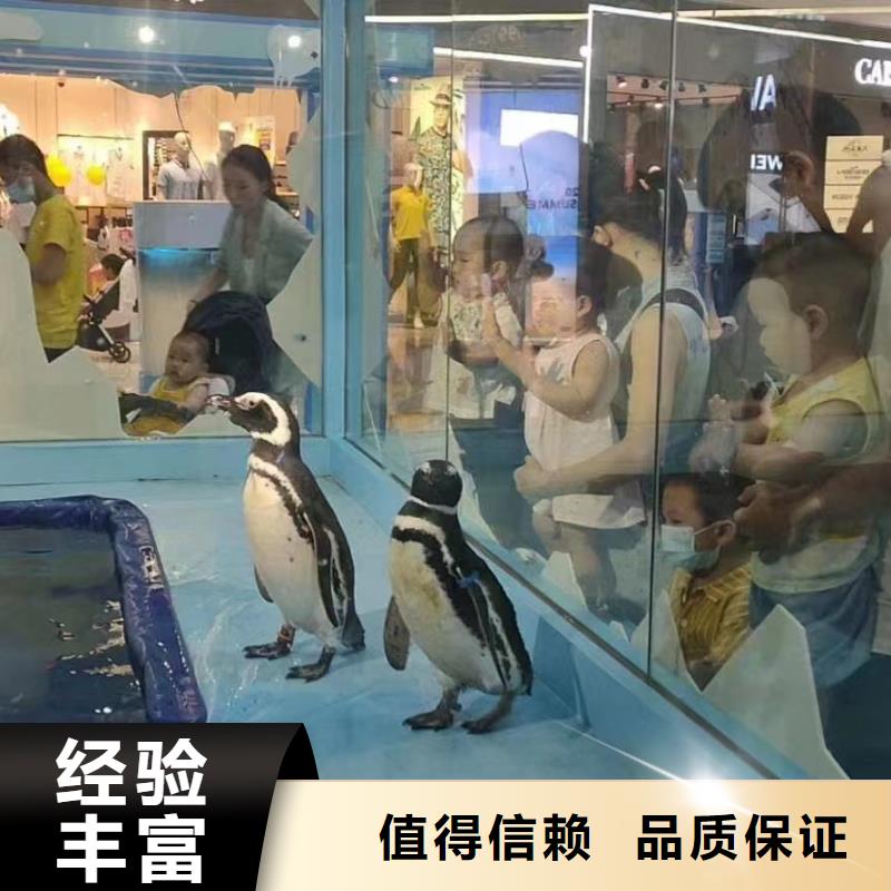 海洋主題動物表演企鵝租賃放心之選