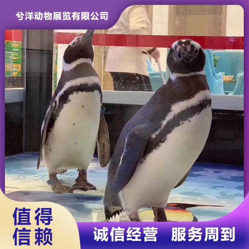 海洋主題動物表演海獅表演出租實力商家