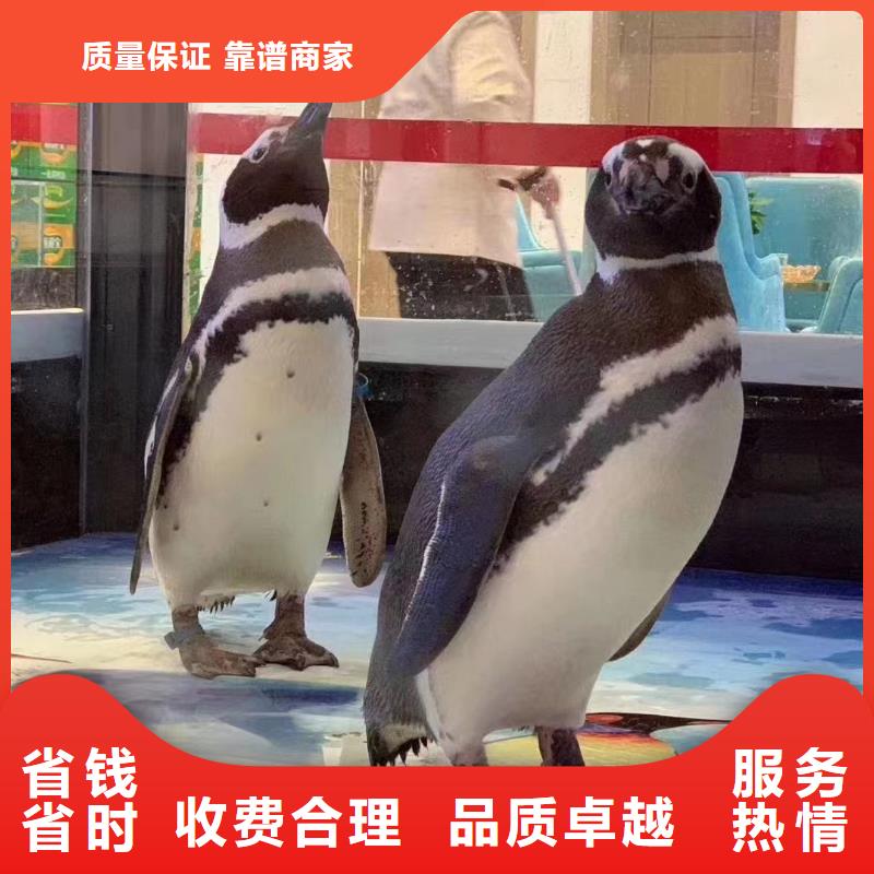 海洋主題動物表演出租馬戲表演專業團隊