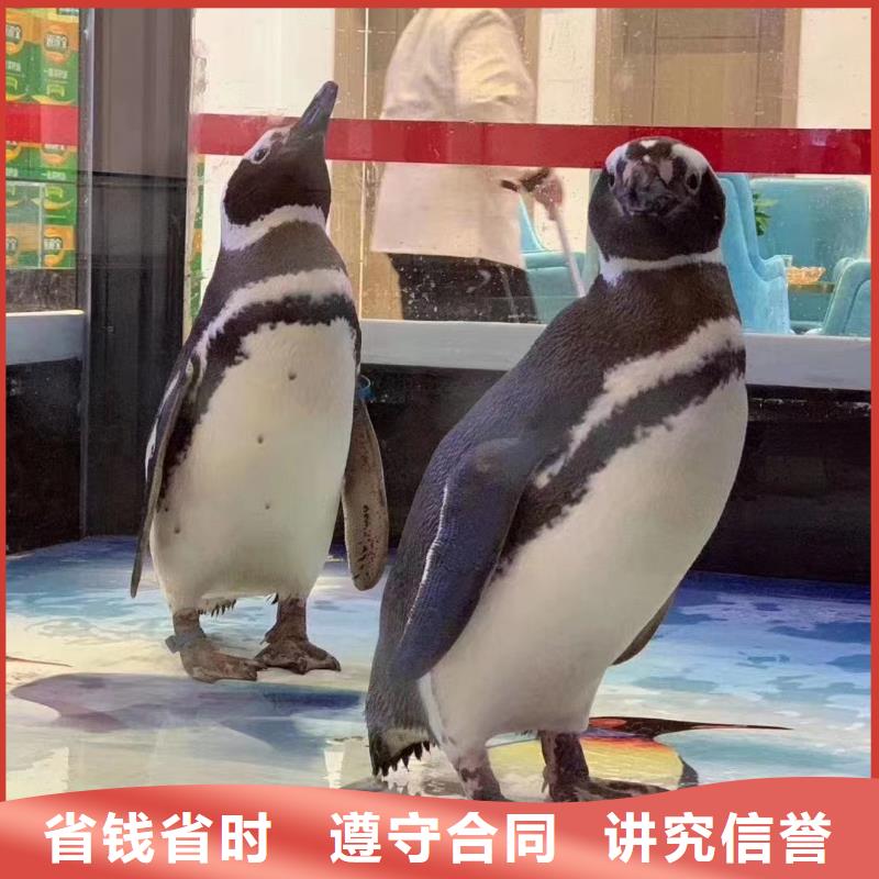 海洋主題動物表演_房地產開盤慶典比同行便宜