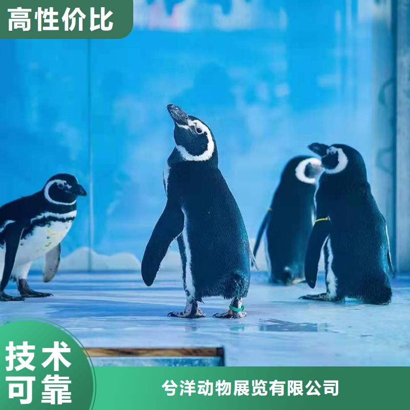 海洋主題動物表演-【鸚鵡表演】實力團隊