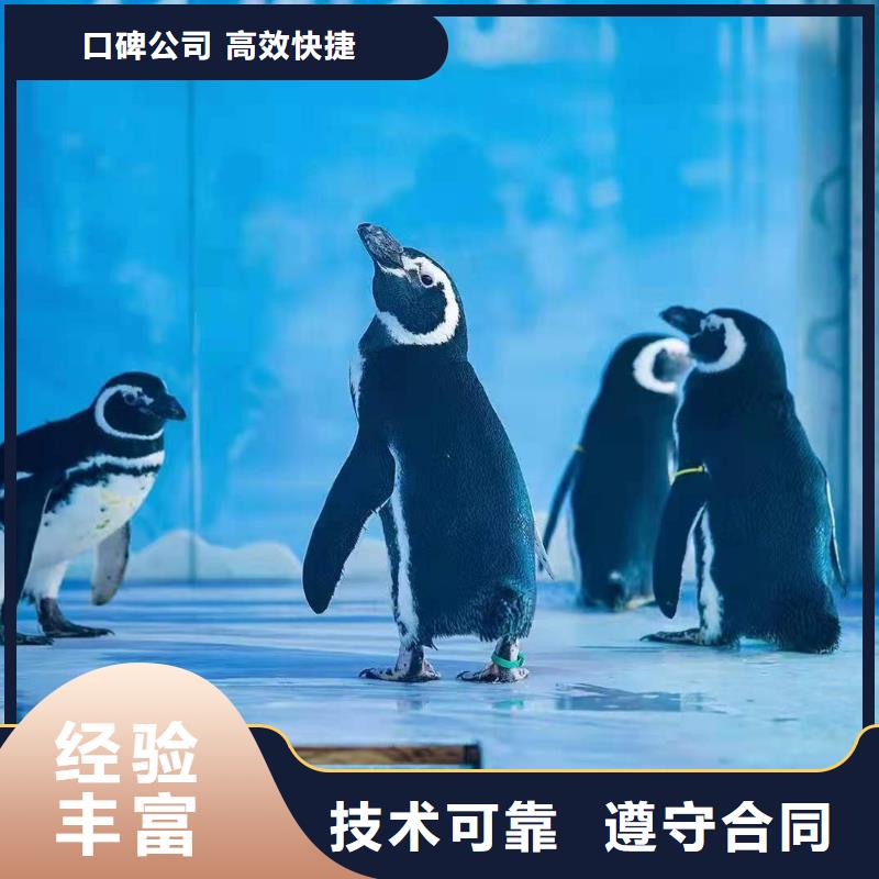 海獅表演出租