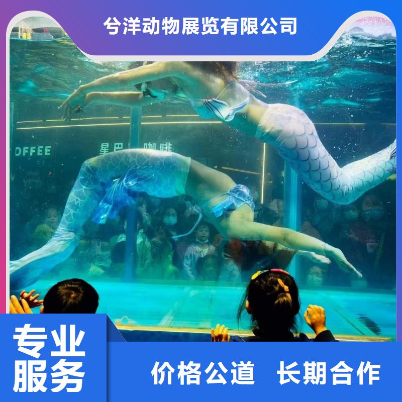 海洋主題動物表演【出租海獅表演】精英團隊