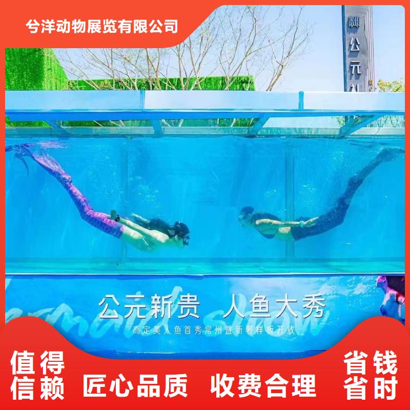 海洋主題動物表演動物雜技表演技術好