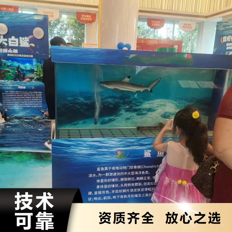 海洋主題動物表演_海獅演出效果滿意為止