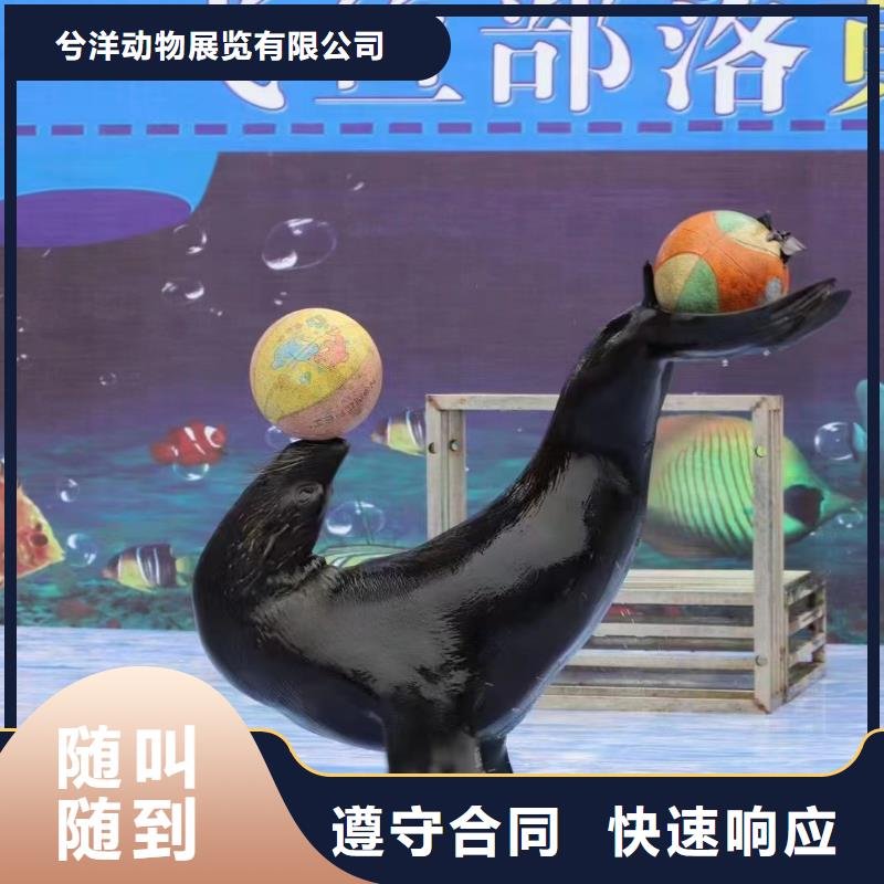 海獅表演租賃