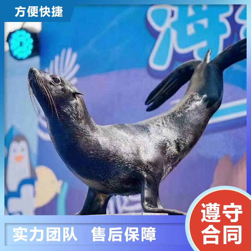 哪里有租賃海獅表演的慶典活動