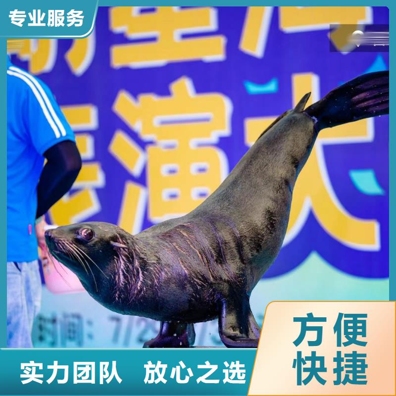 海獅表演出租動物出租