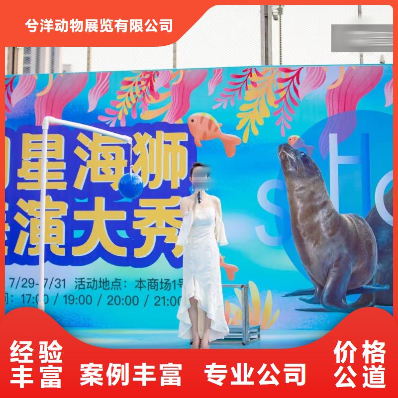 【海洋主題動物表演,馬戲團表演技術好】