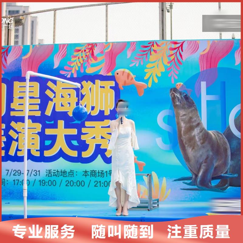 海洋主題動物表演 死輪表演比同行便宜