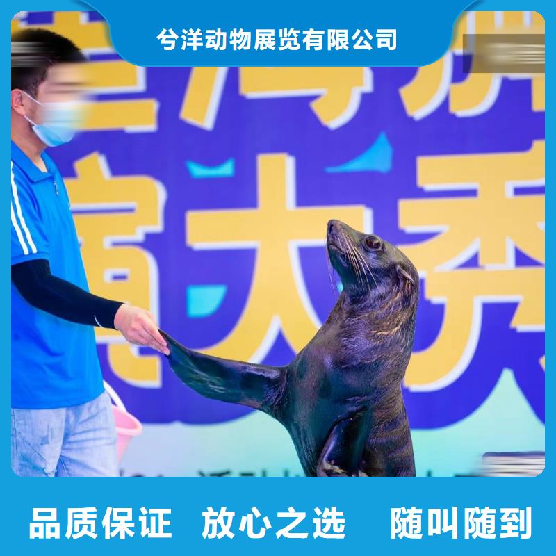 哪有出租鱷魚表演的