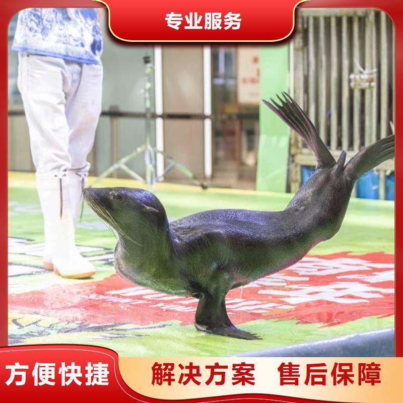 海洋主題動物表演出租馬戲團表演注重質量