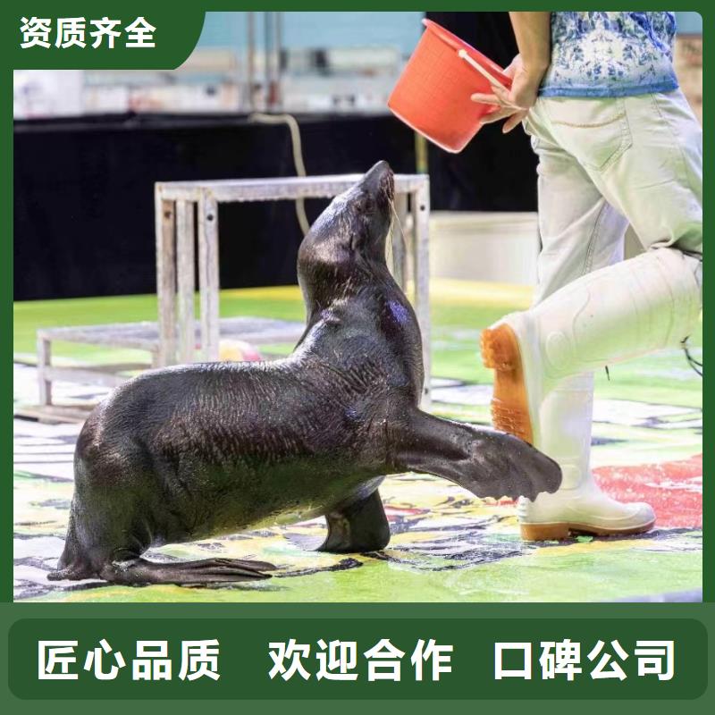 海洋主題動物表演企鵝租賃放心之選