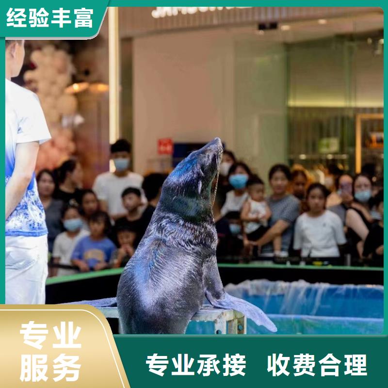 海洋主題動物表演-觀賞性羊駝租賃多年經驗