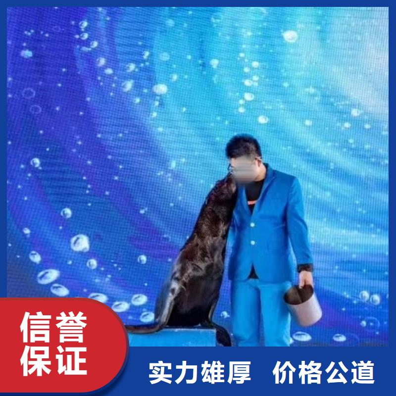 【海洋主題動物表演】海獅表演出租技術(shù)成熟