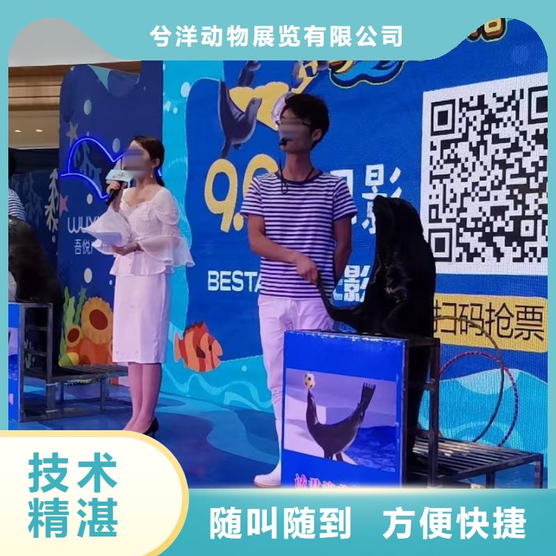 海洋主題動物表演【出租海獅表演】品質服務