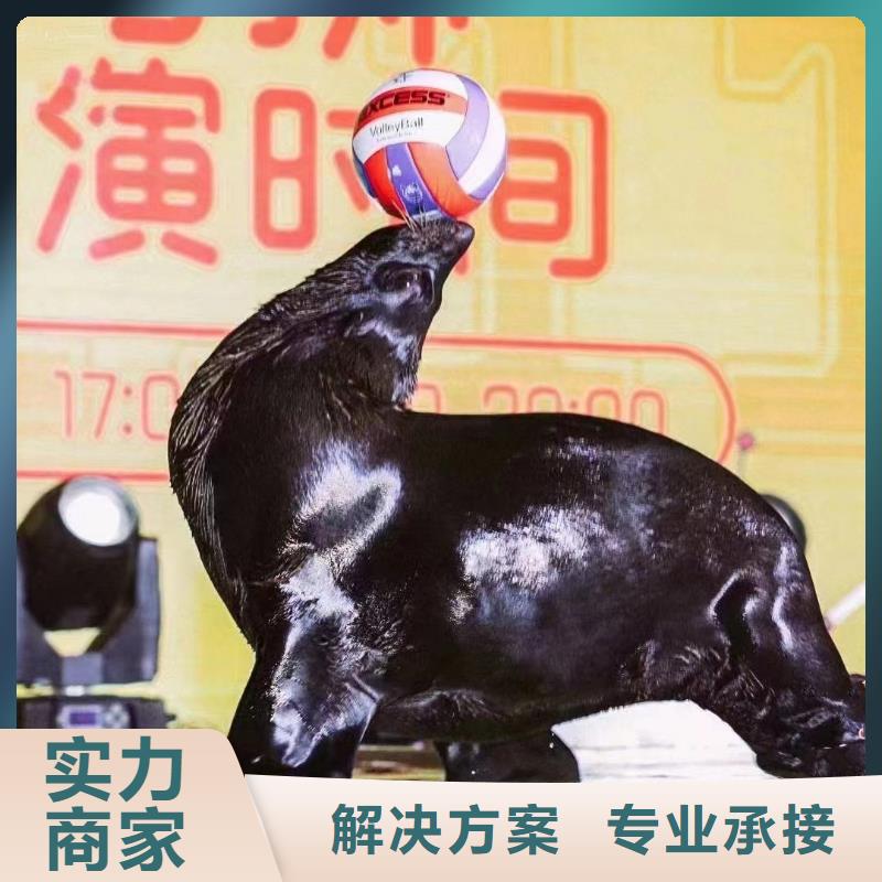 海洋主題動物表演 死輪表演比同行便宜