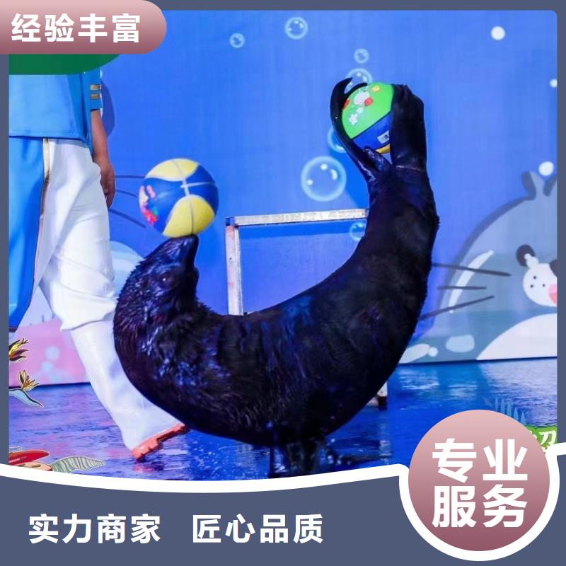 海洋主題動物表演出租海獅表演品質服務