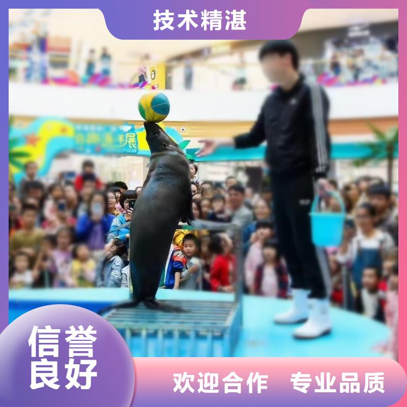 海洋主題動物表演 【活體羊駝租賃】免費咨詢