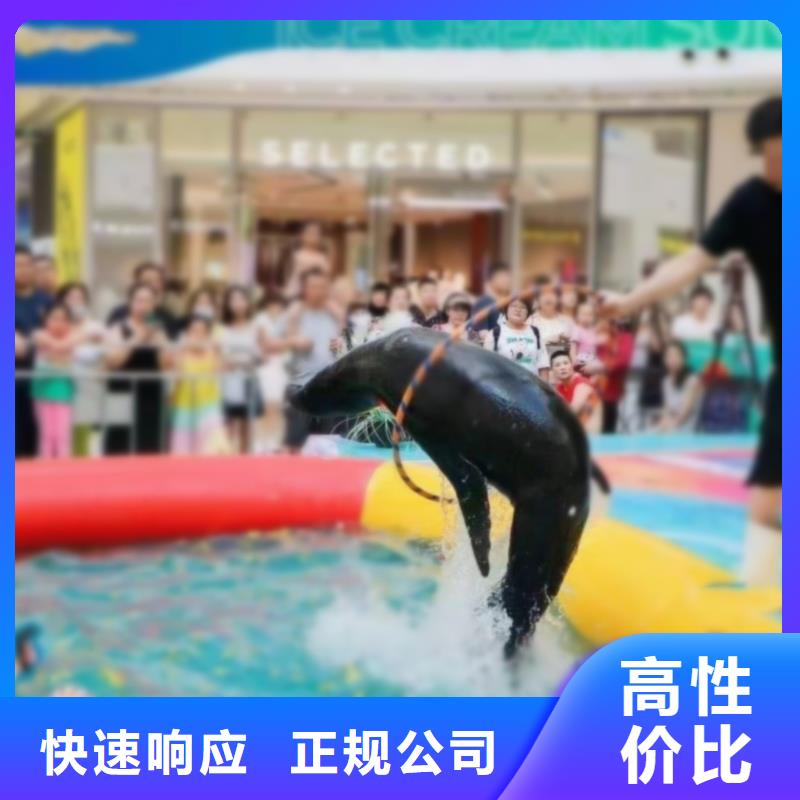 海洋主题动物表演-出租马戏团表演质量保证