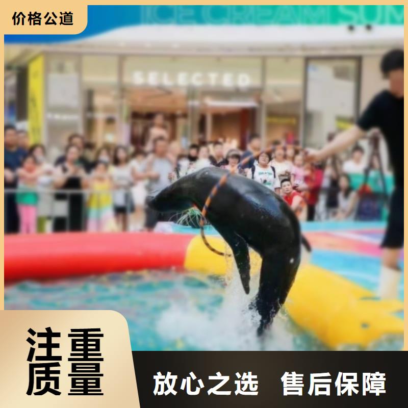 乐东县哪有出租海狮表演的暖场活动