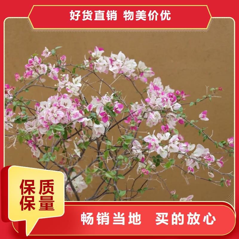 農(nóng)家樂稻草漆可來電定制-質(zhì)量可靠