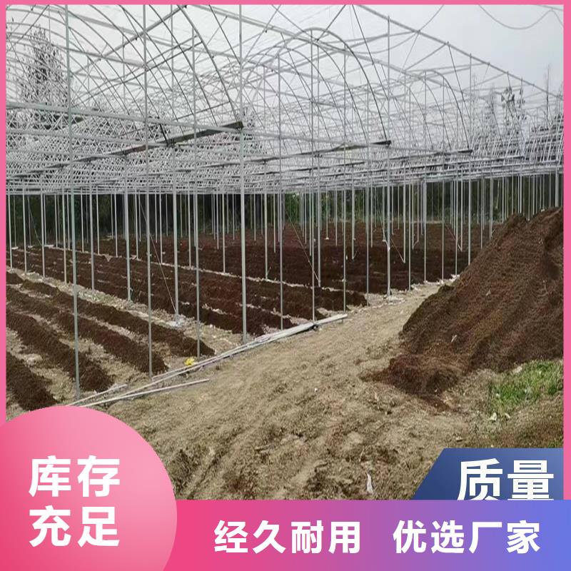 蓝莓温室大棚工厂直销金荣圣大棚