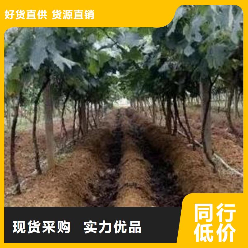 无极有机肥蔬菜基地的好肥料