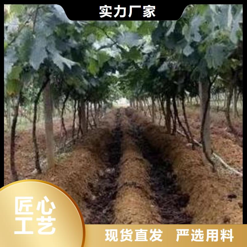 干鸡粪苹果专用施肥