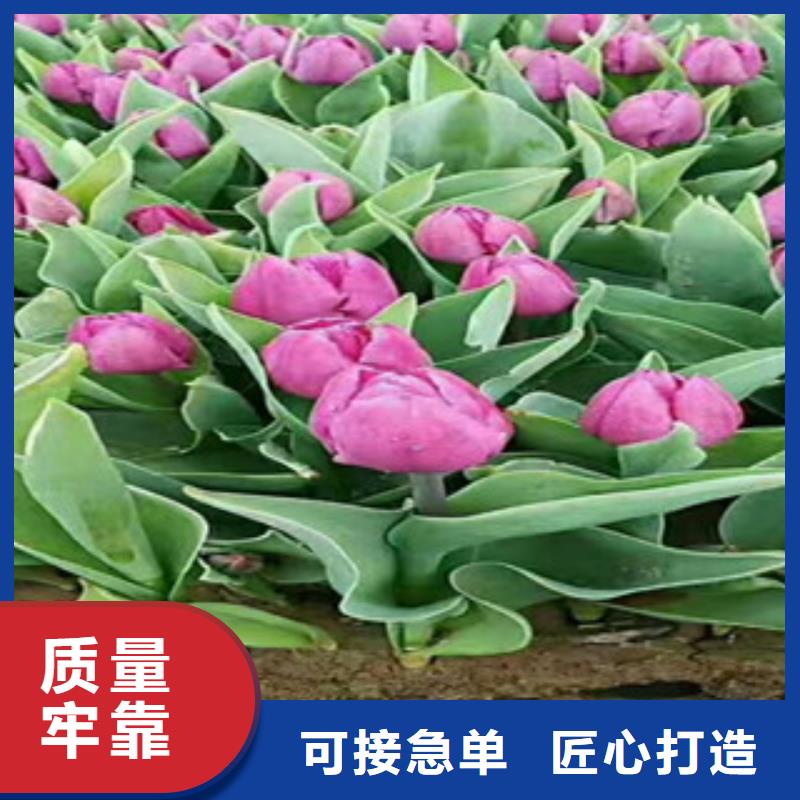 时令草花【耐寒耐旱草花基地】物流配货上门