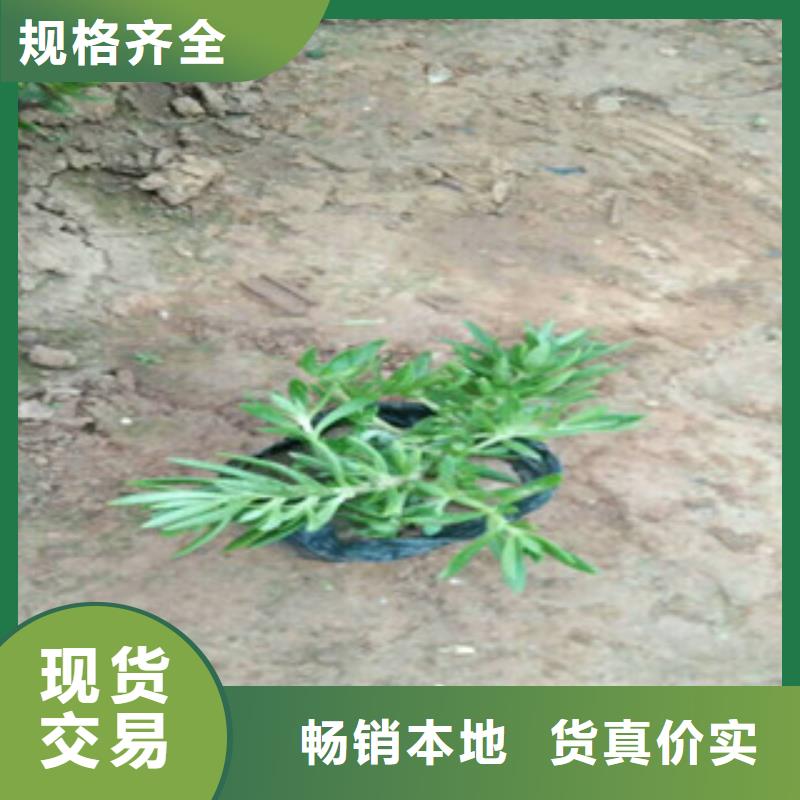 【時令草花】魯冰花/粉黛亂子草原料層層篩選