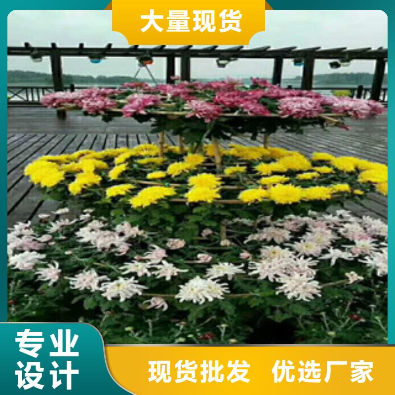 時令草花五一國慶草花批發(fā)客戶好評