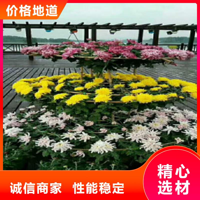 時(shí)令草花,花海景觀工程高質(zhì)量高信譽(yù)