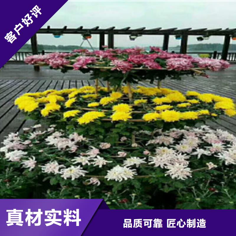 時令草花-耐寒耐旱草花基地全新升級品質保障