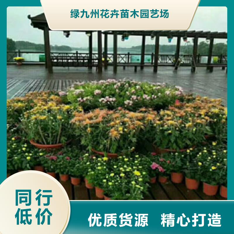 時令草花_耐寒耐旱草花基地量大從優(yōu)