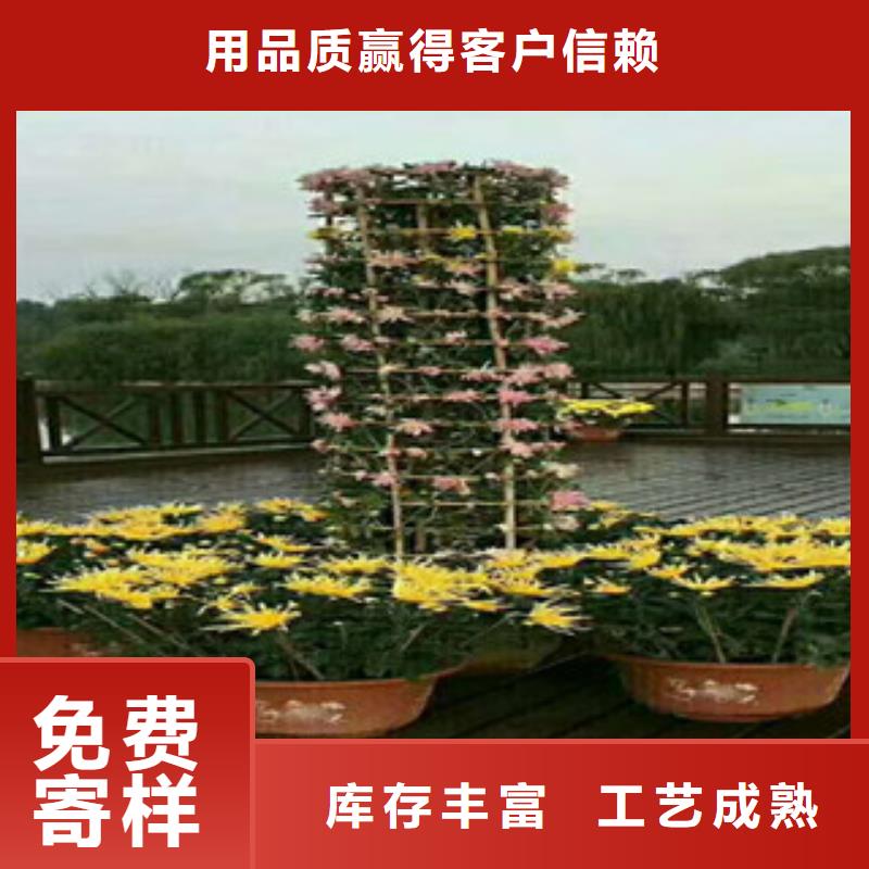 时令草花_【花海景观工程】多种规格可选