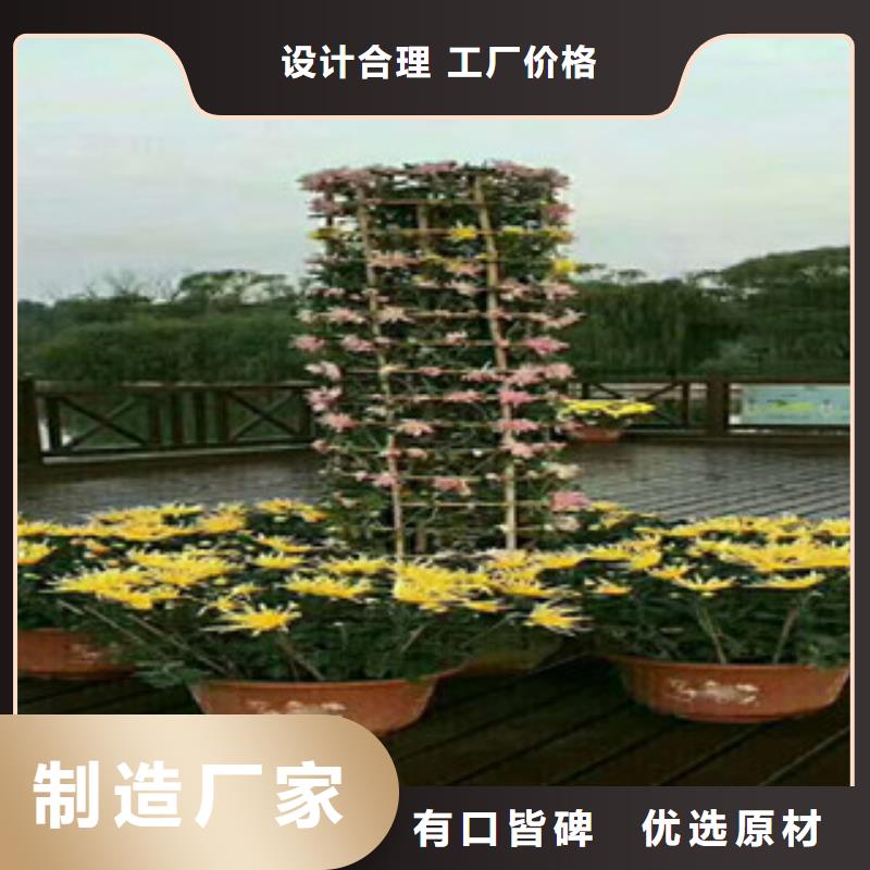 時(shí)令草花五一國(guó)慶草花批發(fā)客戶好評(píng)