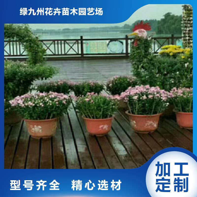 時令草花_花海景觀工程就近發貨