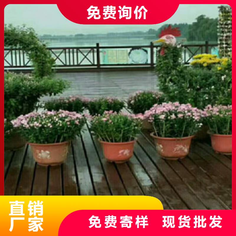 時令草花耐寒耐旱草花基地大廠生產品質