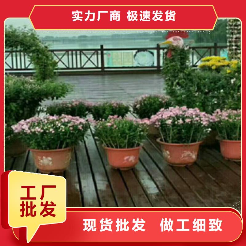 时令草花耐寒耐旱草花基地库存齐全厂家直供