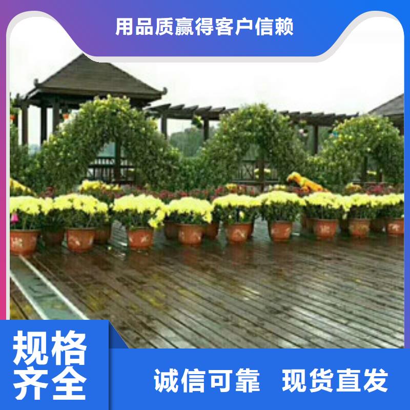 时令草花【耐寒耐旱草花基地】现货交易