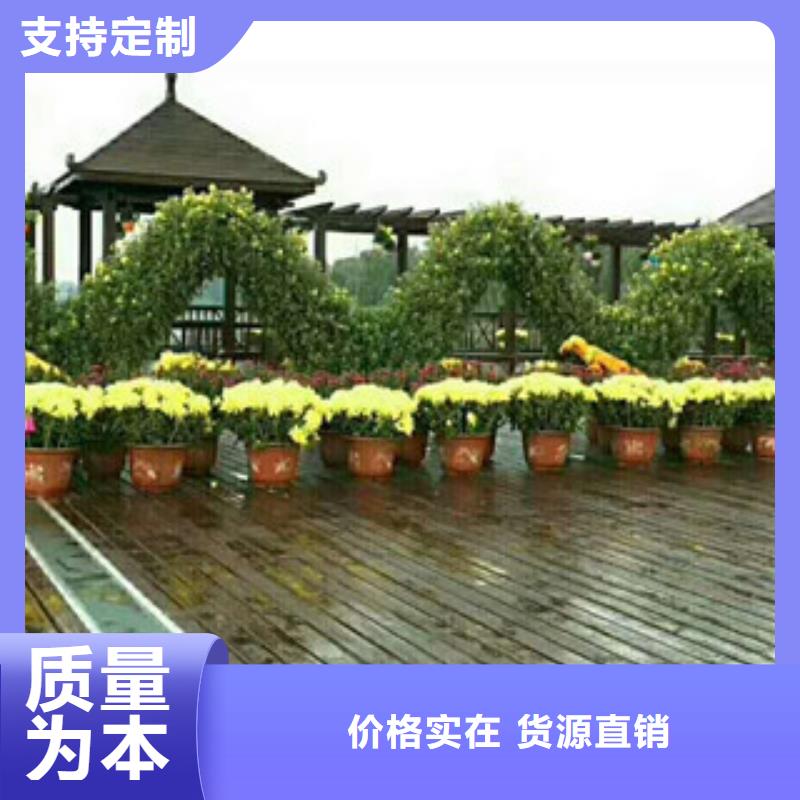 【時令草花】柳葉馬鞭草/薰衣草優選廠商