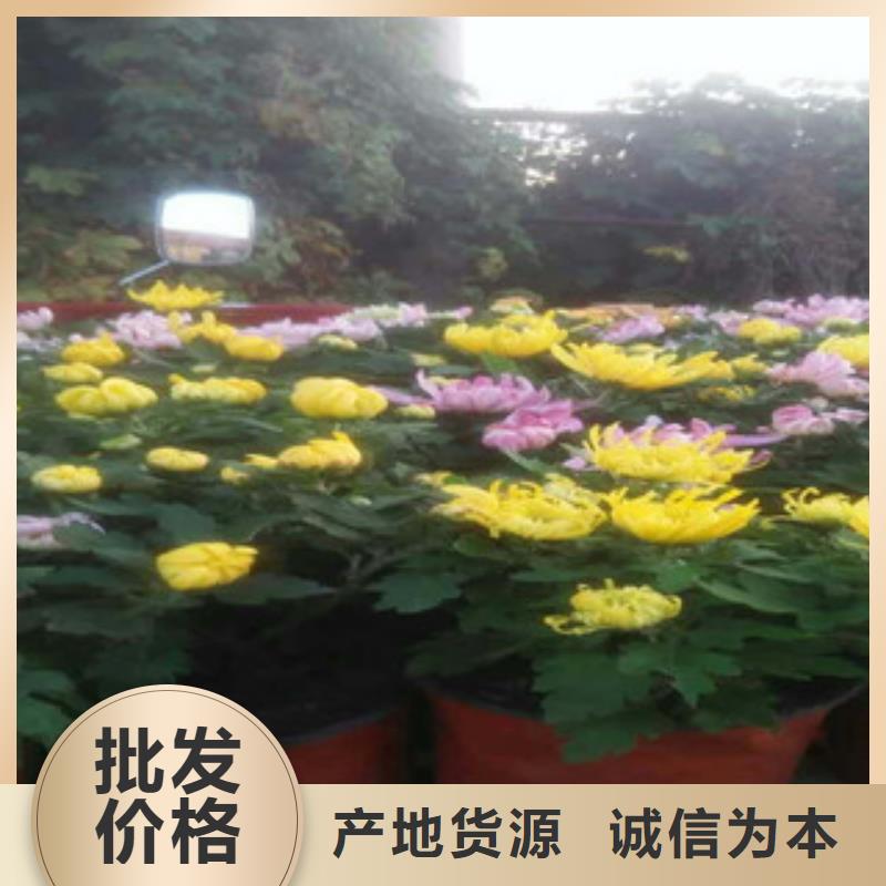 時令草花五一國慶草花批發客戶好評