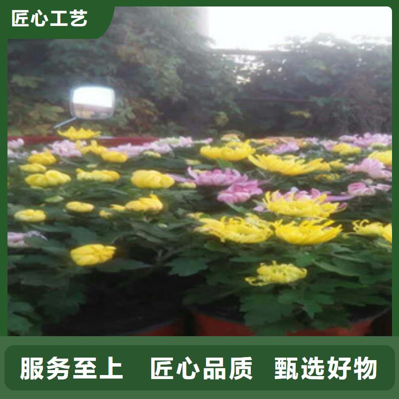 时令草花,宿根花卉基地注重细节