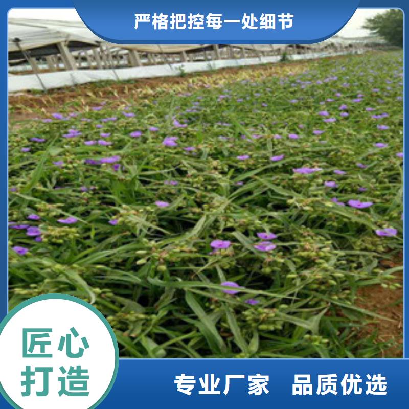 【時令草花宿根花卉基地多年經驗值得信賴】