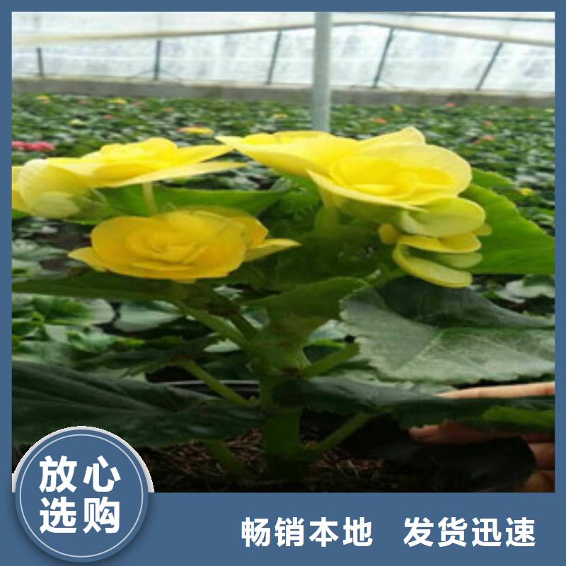 【時令草花五一國慶草花批發(fā)好廠家有擔當】