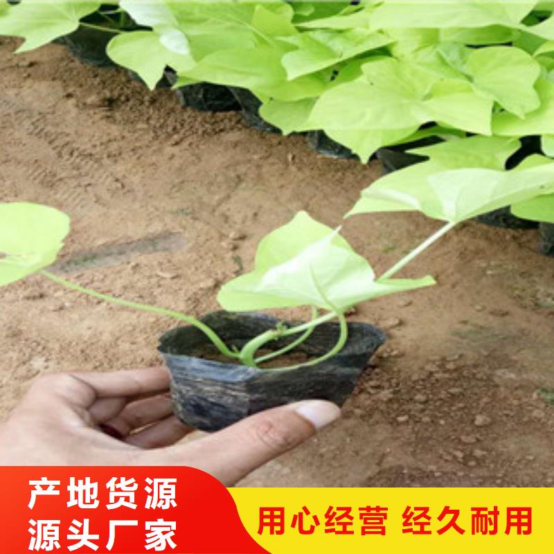 【时令草花】耐寒耐旱草花基地定制速度快工期短