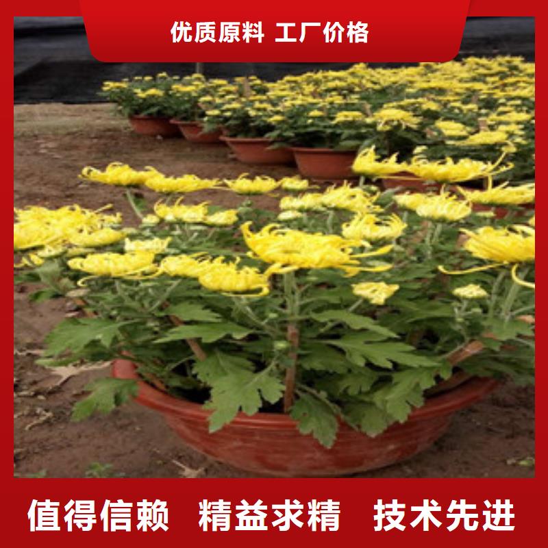 时令草花,时令花卉/绿化草花价格高品质诚信厂家