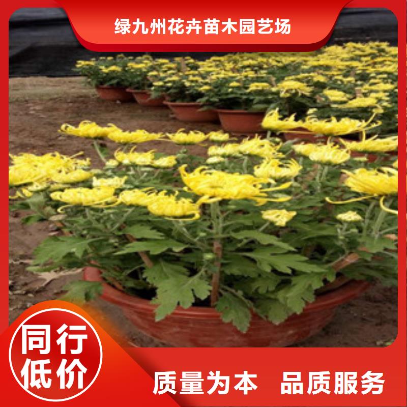 時(shí)令草花耐寒耐旱草花基地大廠生產(chǎn)品質(zhì)